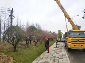  外環(huán)線道路景觀工程二、三標(biāo)段進(jìn)行補(bǔ)植復(fù)綠工作